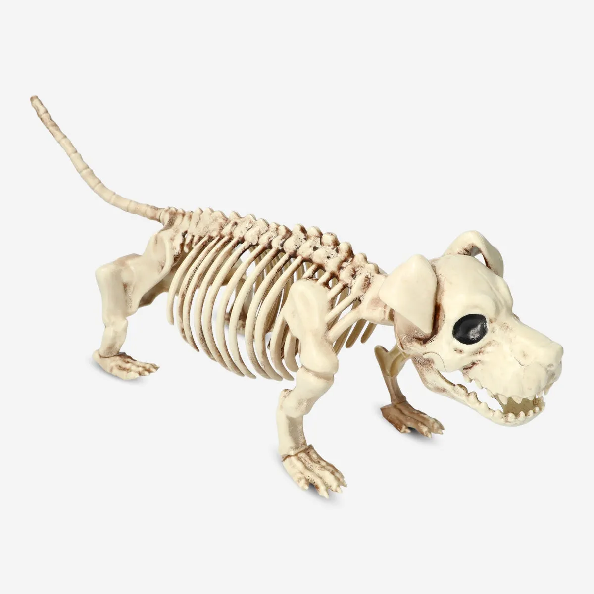 Animal skeleton