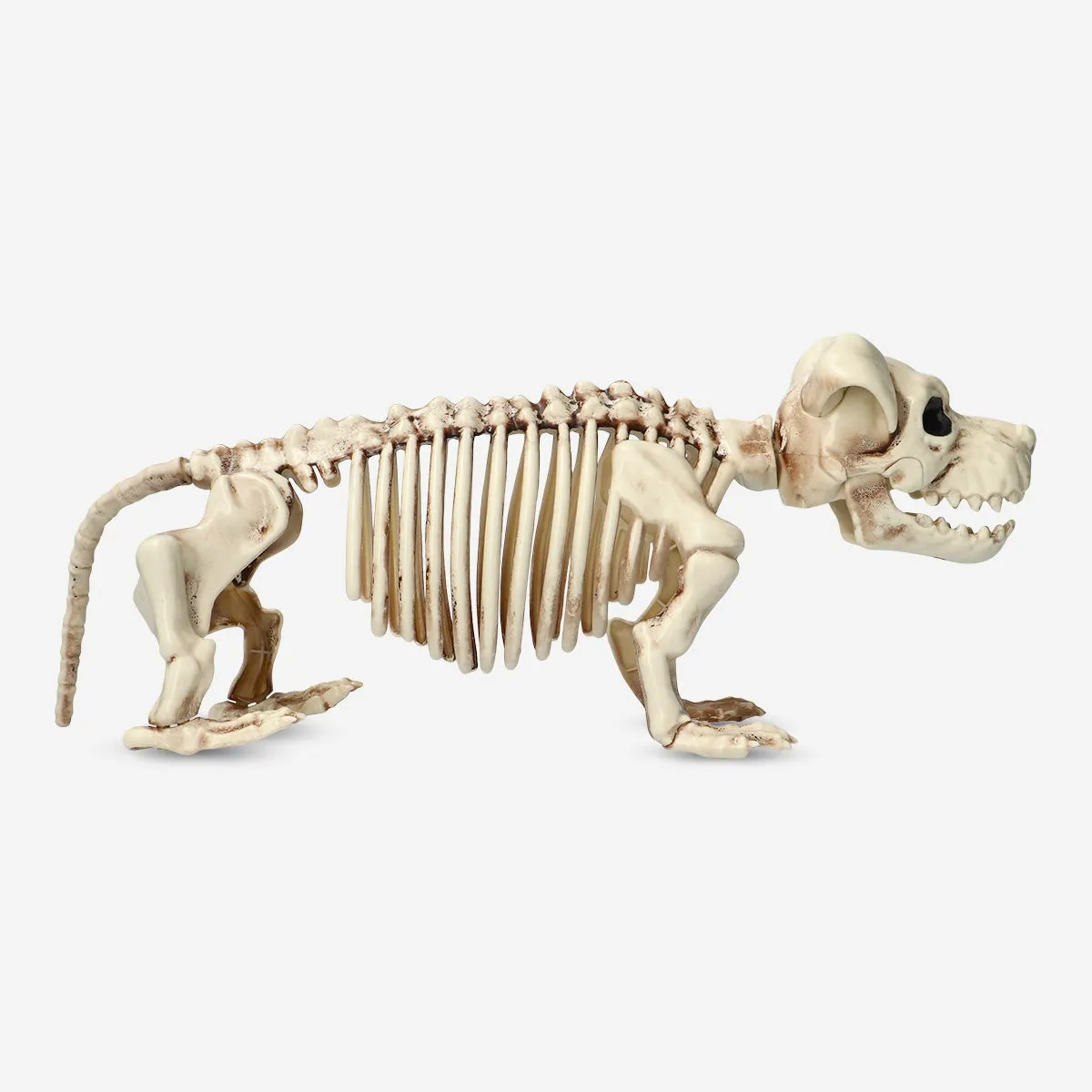 Animal skeleton