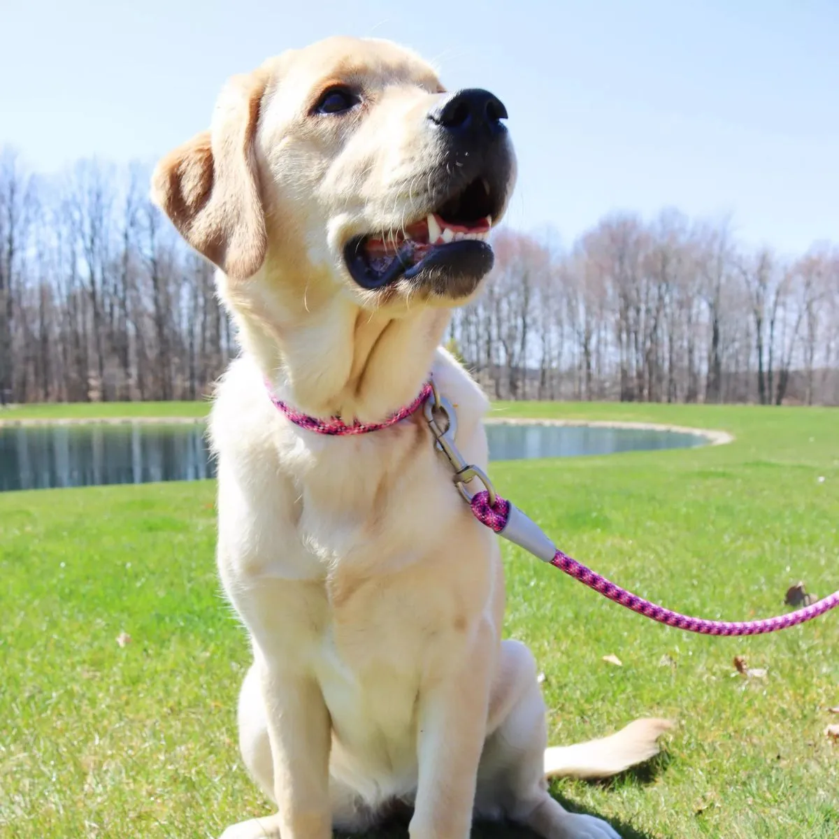 Coastal Pro Active Woven Reflective Rope Leash 6' Woven Violet