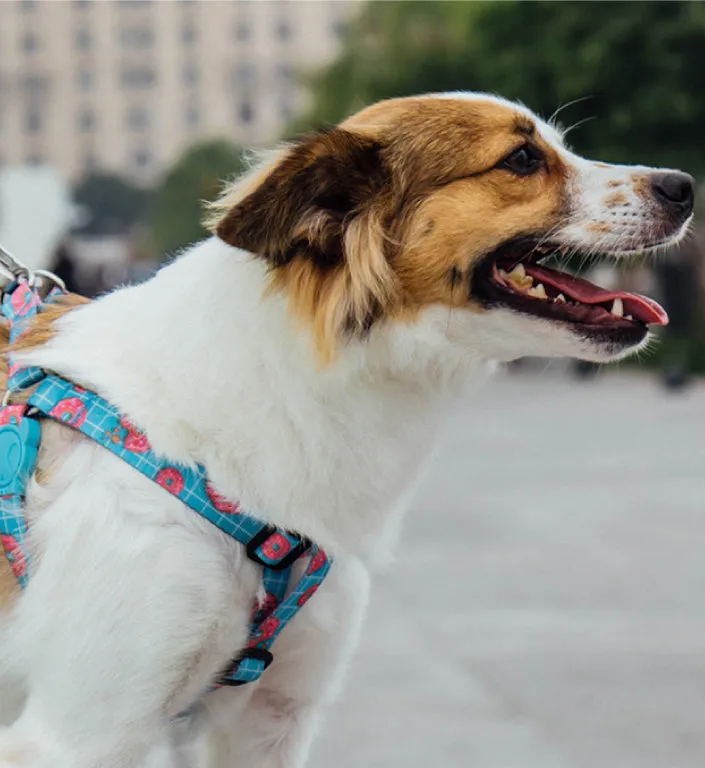 Donut | Step-in Harness