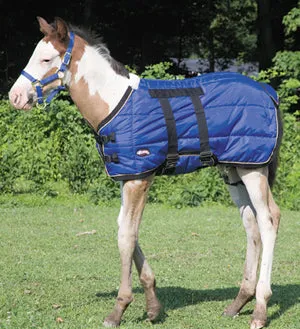 Foal Blanket