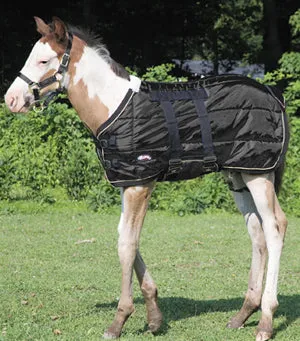 Foal Blanket