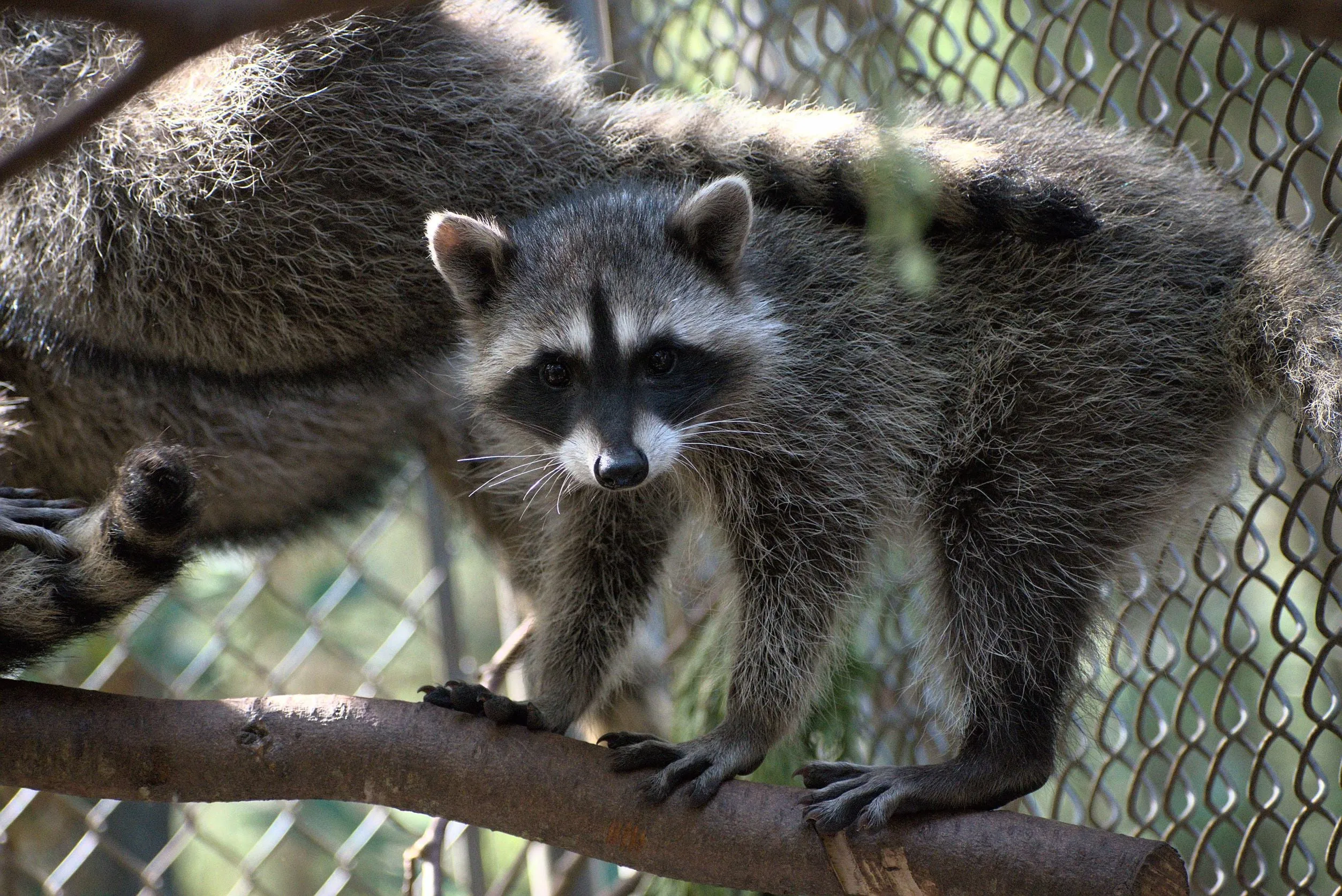 Raccoon Outdoor Habitat - Wild ARC