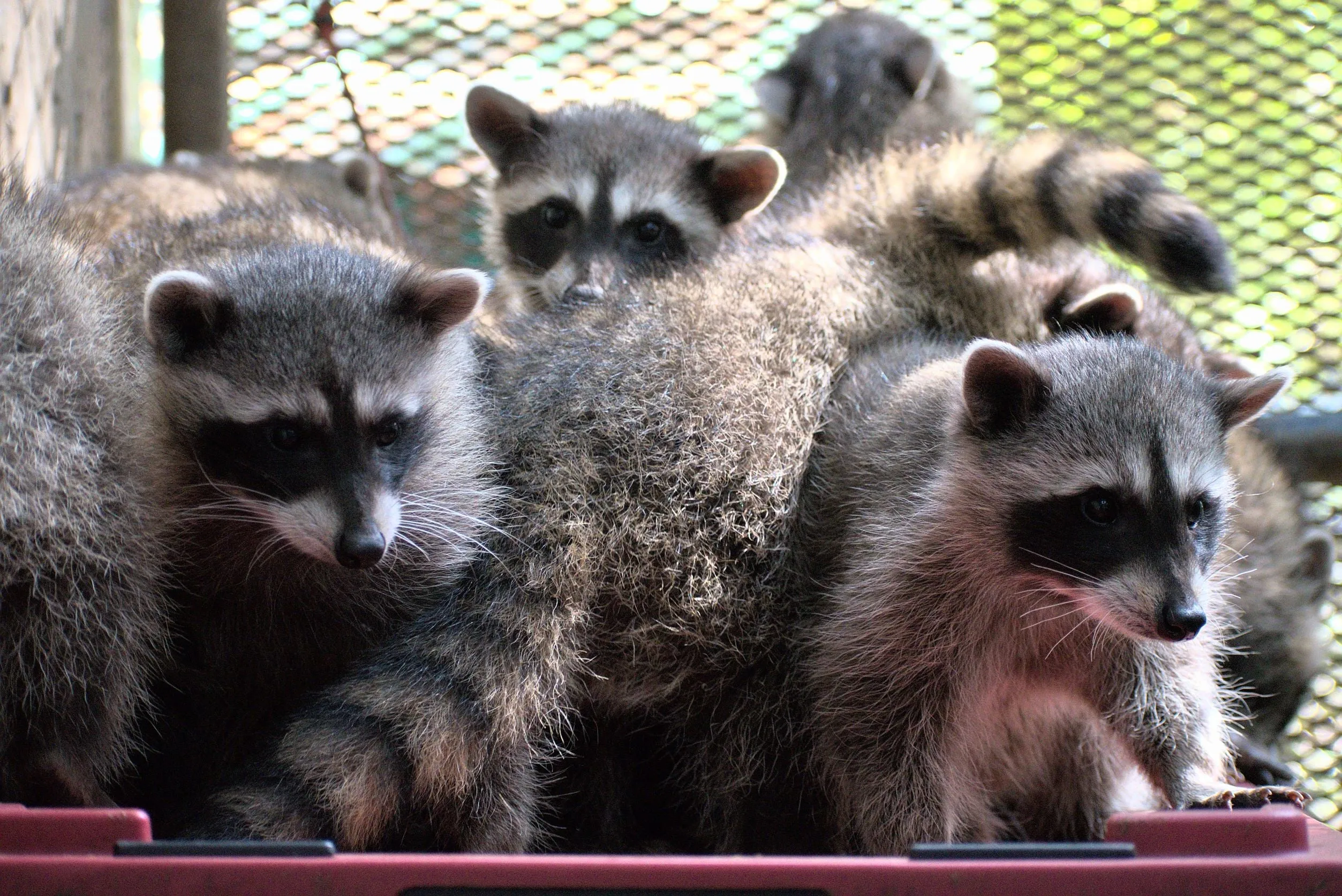 Raccoon Outdoor Habitat - Wild ARC